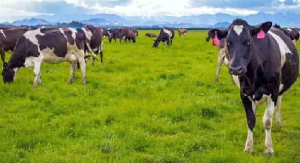 Producto de palmiste importado para uso en granjas lecheras en realidad puede ser dañino para las vacas