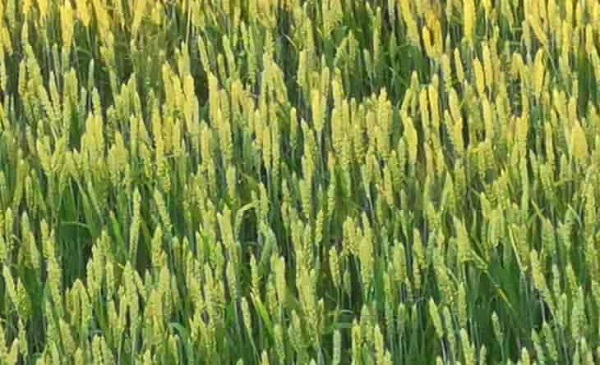Científicos y expertos alemanes critican el plan de la UE para reducir el uso de pesticidas