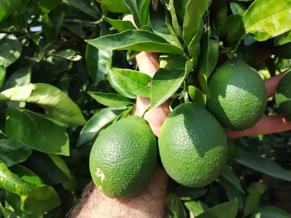 El clima extremo provoca una fisiopatía en el 5 % de naranjas que les hace crecer ovaladas