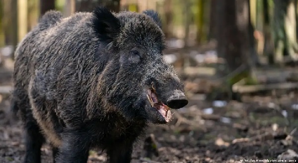 ¿Qué tan radiactivos son los jabalíes de Baviera?