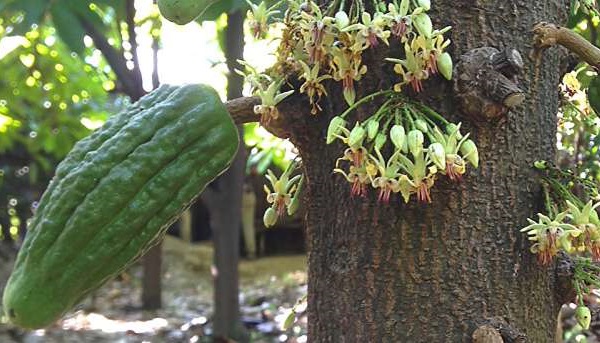 Optimización de la polinización del cacao para mayores rendimientos