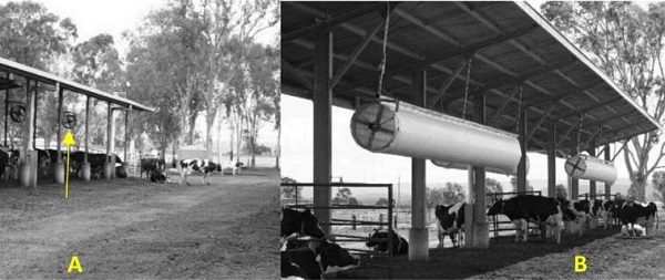 Las estrategias de enfriamiento día y noche brindan una opción rentable contra el estrés por calor para las vacas lecheras al aire libre