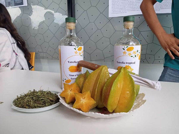 Nuevo destilado: vino de torombolo, oportunidad de negocio para productores del Cesar
