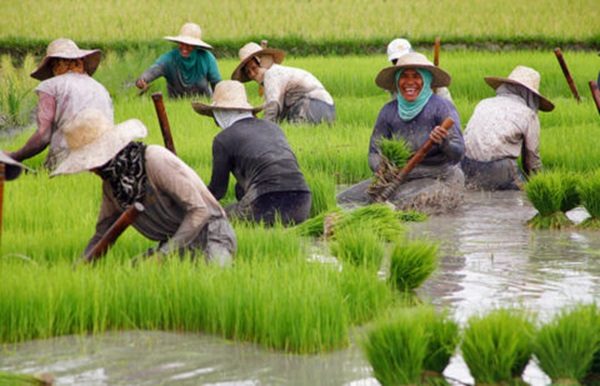El Gobierno sigue la situación del mar Rojo, con impacto en los costes de producción logísticos y en las importaciones de arroz de Asia