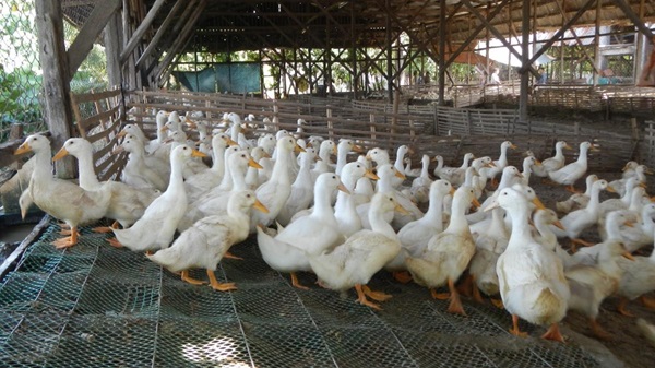 La OMS señala a los patos como la fuente de un caso mortal por gripe aviar de una mujer china
