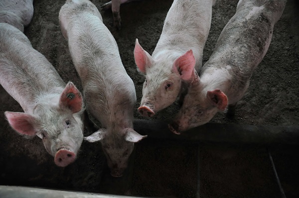 El futuro de la salud porcina: ácidos grasos como sustituto de antibióticos en lechones