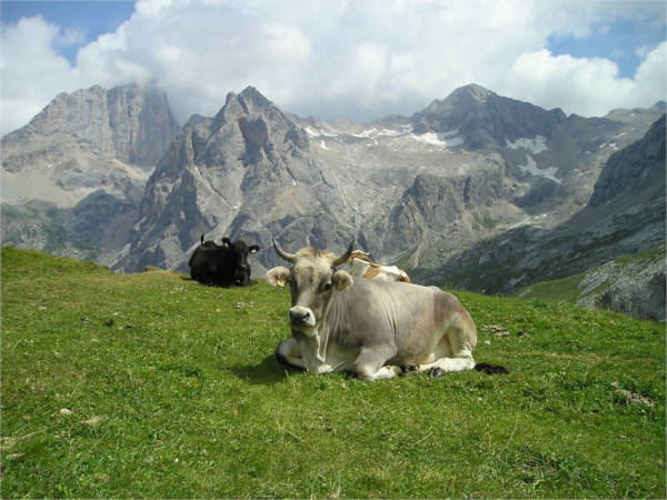 Una vaca ataca a una turista al entrar en un pasto y ésta demanda al ganadero