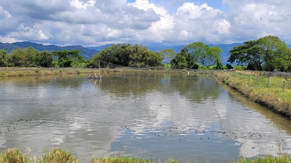 Masculinización de tilapia roja sería más eficaz agregando probióticos y prebióticos a su dieta
