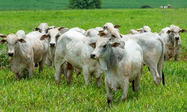 Corte de carne: falta de forraje y caída de precios en la RS