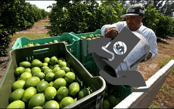 Los limoneros de Michoacán ceden a las extorsiones para continuar con sus actividades