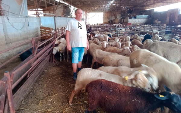 Denuncian el robo de 140 ovejas, 3 cabras y hasta 2 perros a unos ganaderos en su explotación de la localidad de Algimia de Alfara
