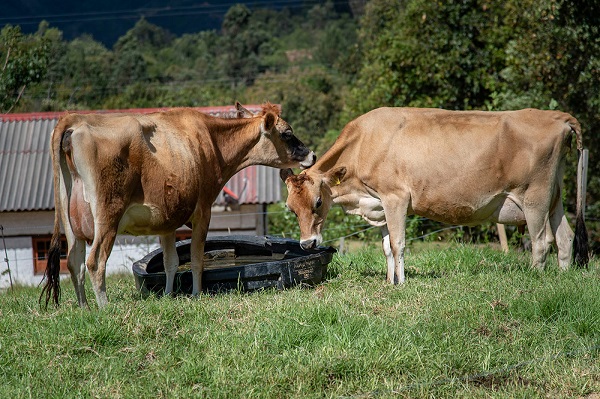 Polisombras y sistemas de ventilación evitarían el estrés de vacas, cerdos y gallinas en climas extremos