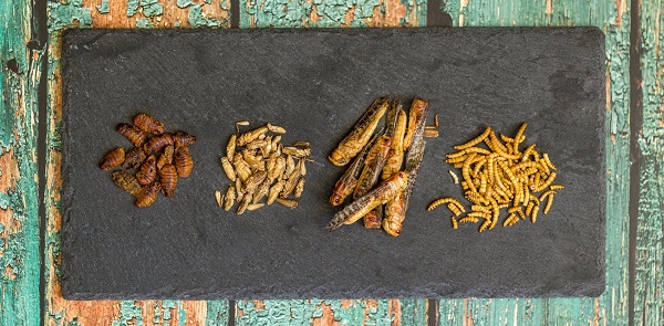 ¿Cuántos insectos deberíamos consumir para sustituir nutritivamente a la carne?