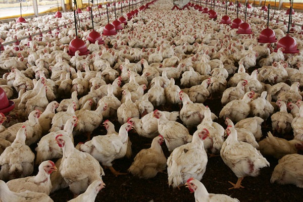La gripe aviar golpea a la exportación de carne de Brasil, uno de los pilares de su economía