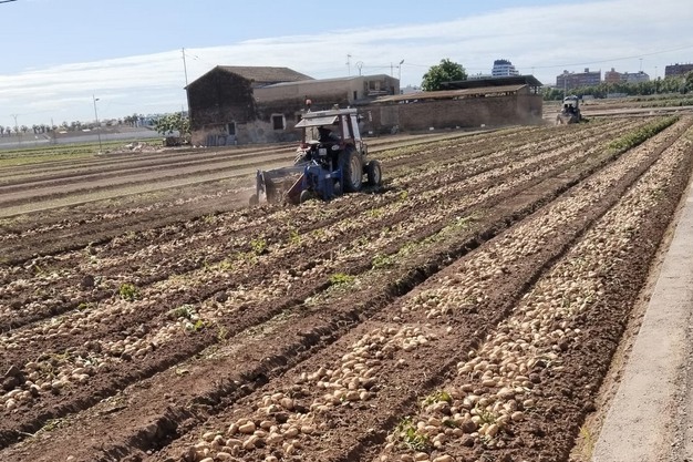 «El precio de la patata valenciana cae a la mitad en el campo y se multiplica por 7 en el supermercado»