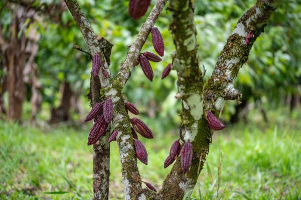 La deforestación es una amenaza para el futuro del cacao colombiano