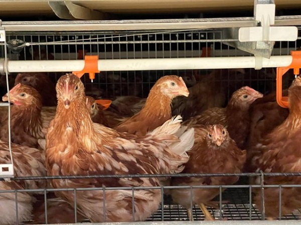 En Antioquia está la primera granja avícola de gallinas ponedoras del país certificada en Bienestar Animal