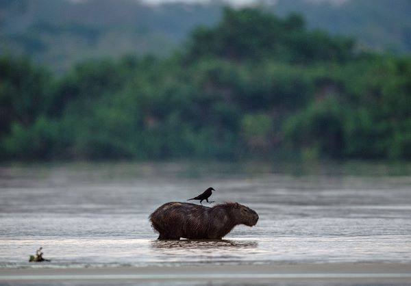 De chigüiros e hipopótamos: la cacería comercial y de control como herramientas de conservación ambiental