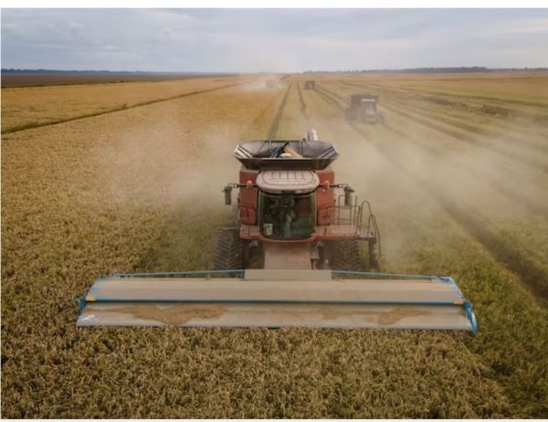 Japón asegura que comprará más arroz estadounidense dentro de su cuota libre de aranceles