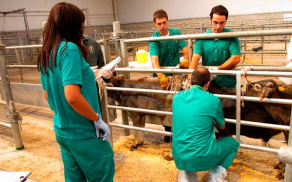 Urgen a la puesta en marcha de un Plan Estratégico para la Ganadería ante la irrupción de varias enfermedades animales