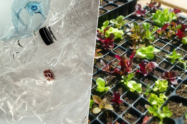 El rábano ha sido siempre la cosa menos interesante del planeta. Hasta que llegaron los microplásticos.