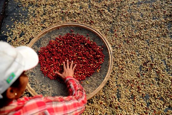Las ventas de café de Brasil a EEUU caen a la mitad en septiembre