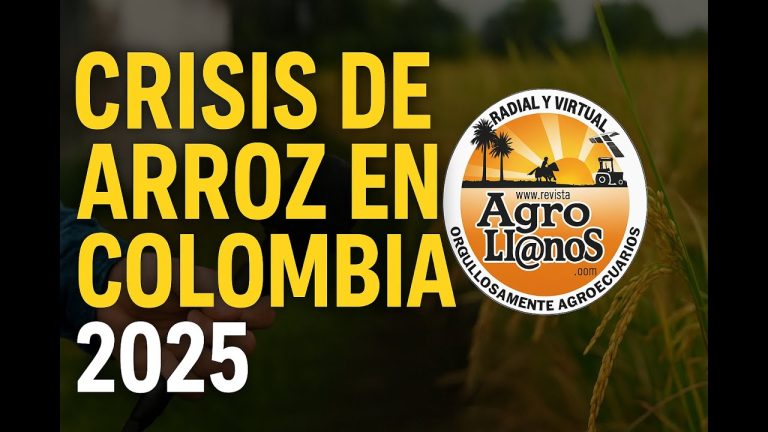 Crisis del arroz en Colombia 2025: voces que reflejan la realidad del sector