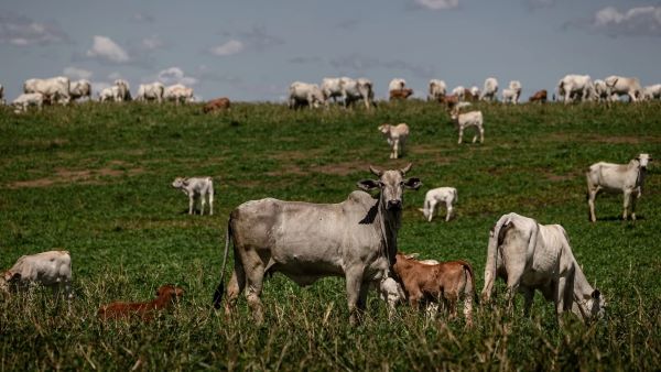 Brasil intenta convencer a los escépticos sobre la «carne de res baja en carbono»