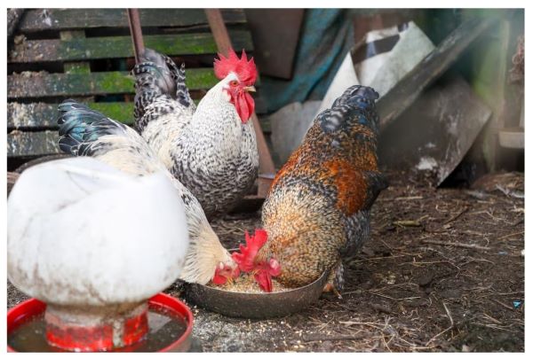 El Gobierno confina todas las explotaciones de aves de corral al aire libre para evitar la expansión de la gripe aviar