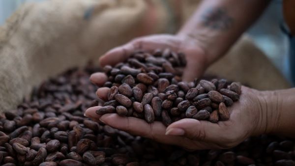 El cacao extiende su repunte mientras se reducen las expectativas por un superávit