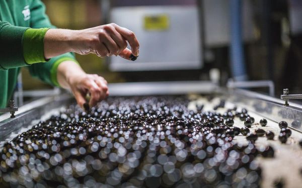 EEUU presiona para que dejen a España sola y limitar así las represalias de la UE por los aranceles a las aceitunas negras