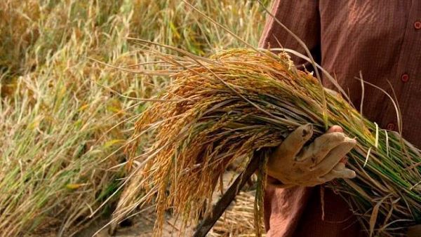 Indonesia alcanzó por primera vez la autosuficiencia total en arroz y maíz