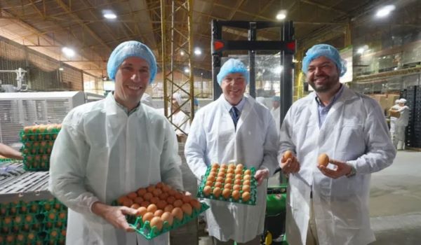 Huevos colombianos llegarán a Estados Unidos, el mercado más exigente del mundo